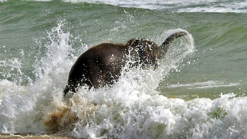 Illustration for article titled Here's an adorable baby elephant gallivanting around at the beach